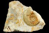Ammonite Fossil - Boulemane, Morocco #122427-1